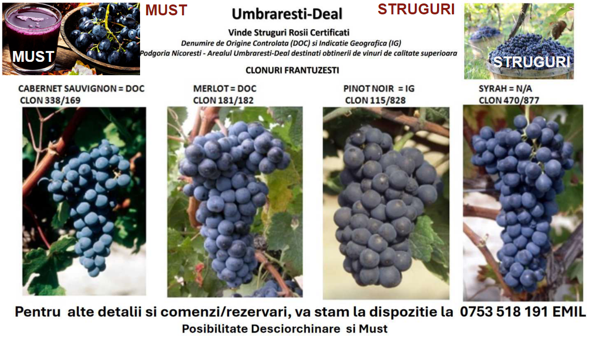 Vindem struguri roșii nobili: Cabernet, Merlot, Pinot Noir, Syrah. Umbrărești-Deal, Galați. 2 Lei/Kg